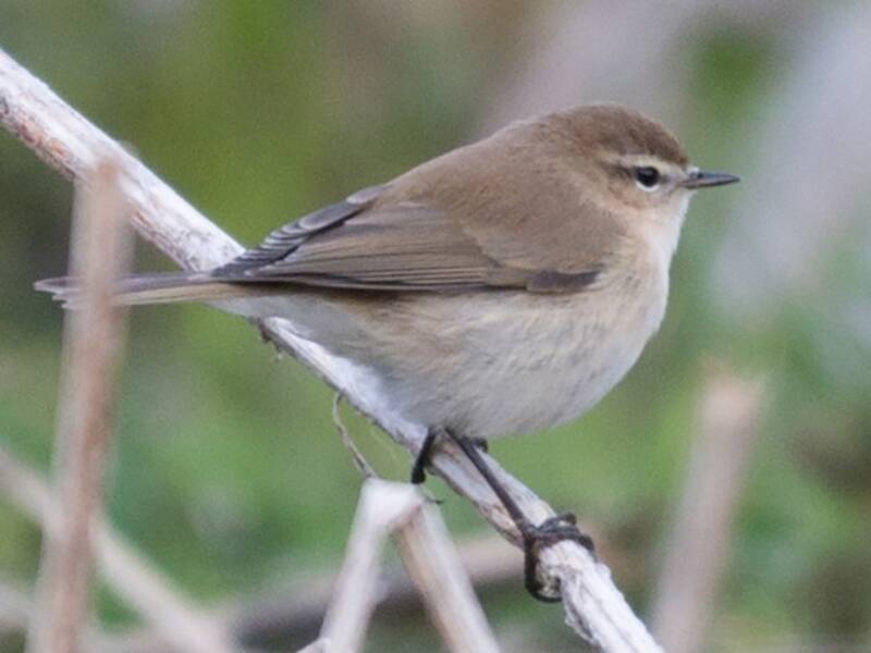 Mountain Chiffchaff, 照片 4