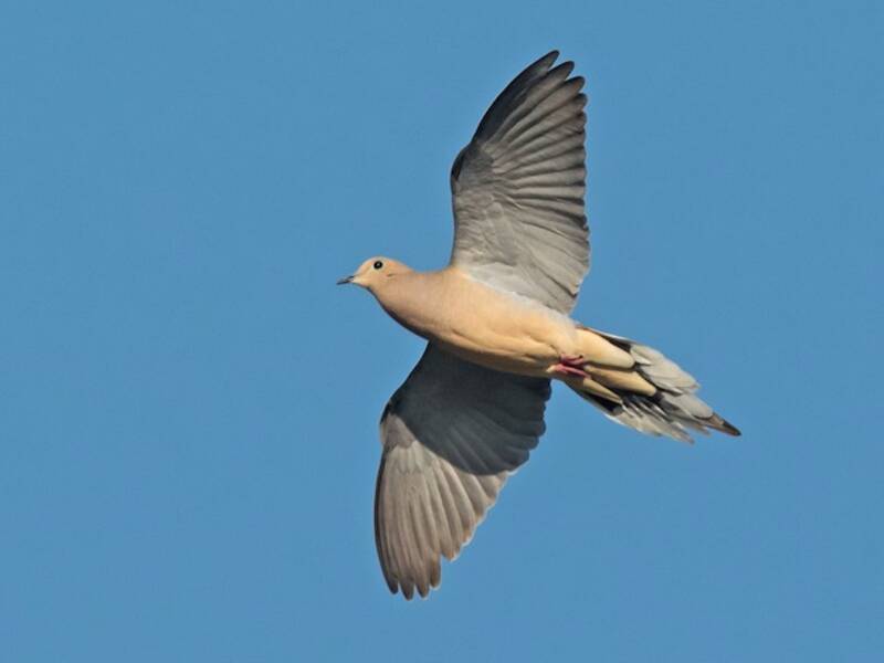 Mourning Dove (Zenaida macroura)