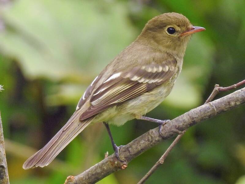 Elaenia montana