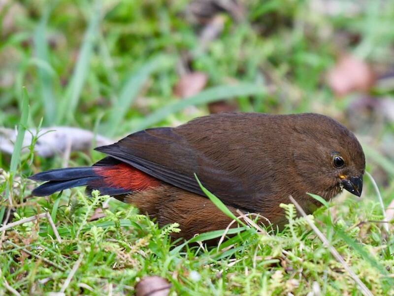 Mountain Firetail, Photos 2