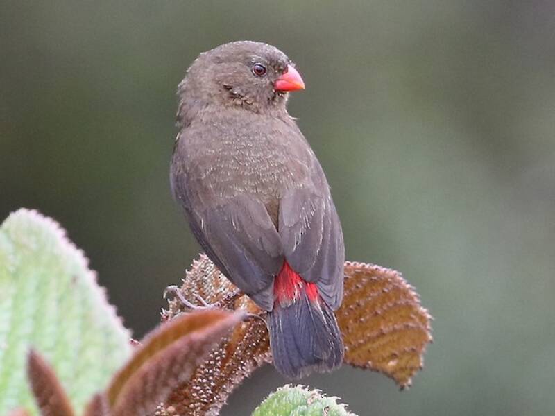 Mountain Firetail, Photos 4