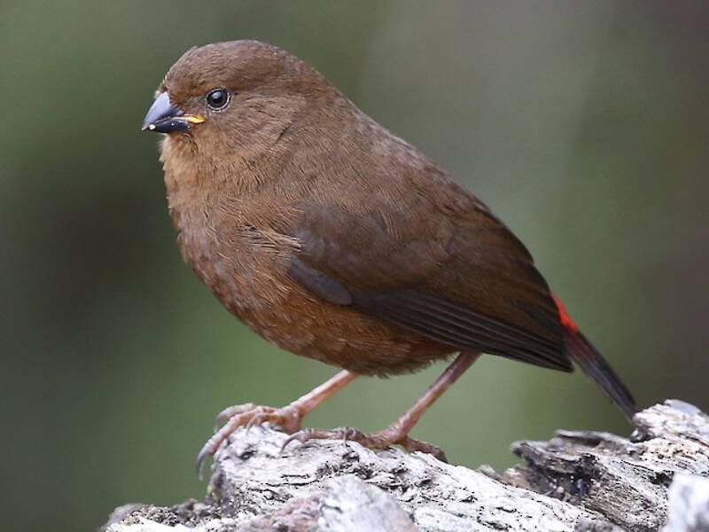 Mountain Firetail, Photos 3
