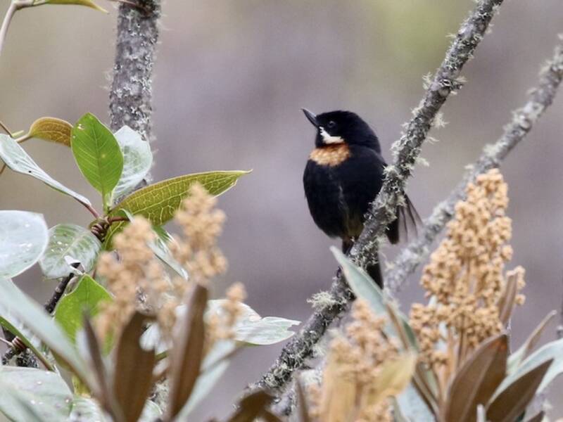 Picoespina Bigotudo