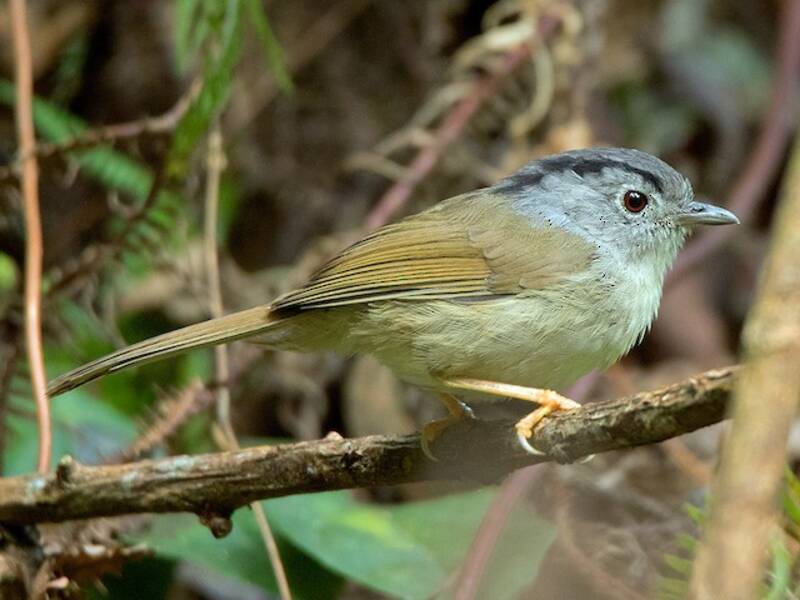 Fulvetta di montagna, Foto 3