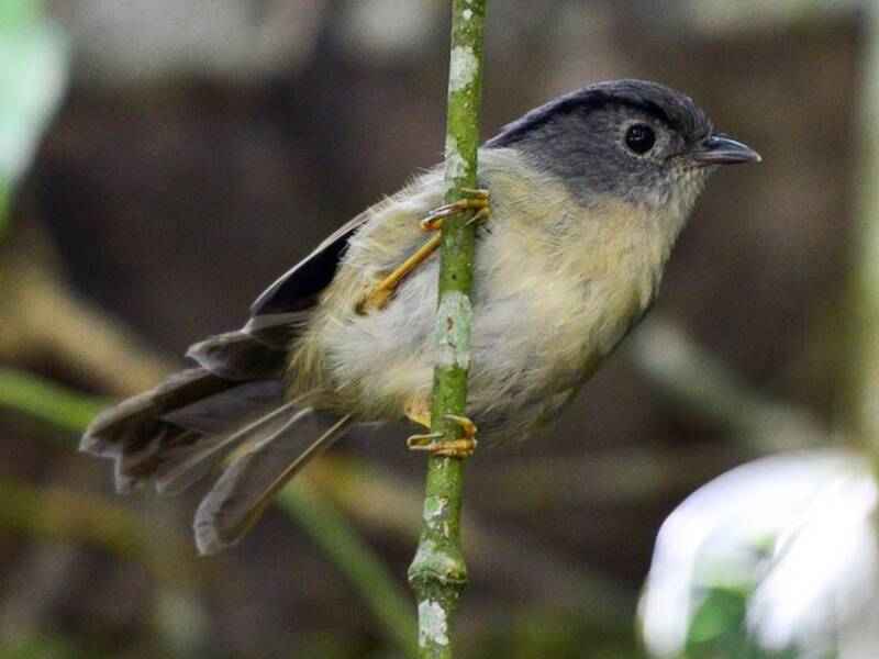 Fulvetta di montagna, Foto 2