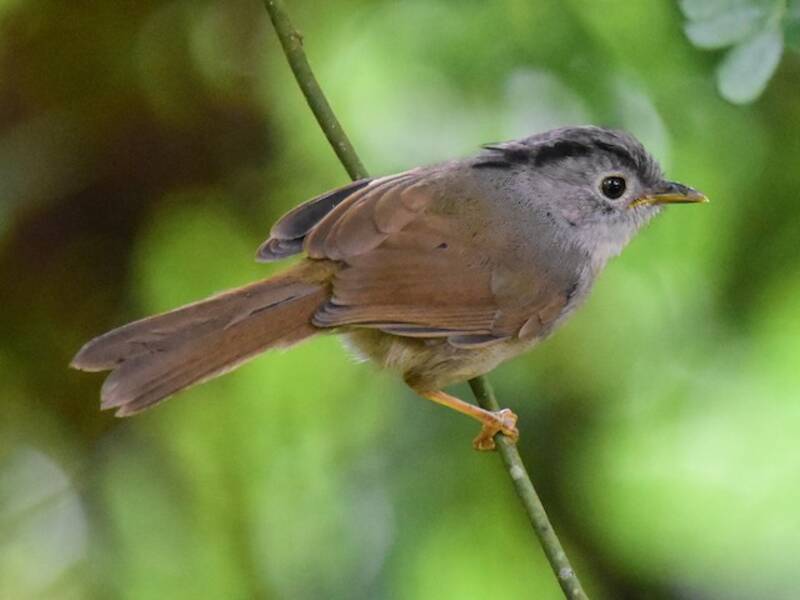 Fulvetta di montagna