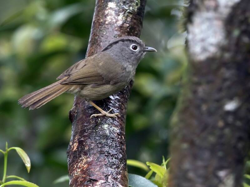 Fulvetta di montagna, Foto 4