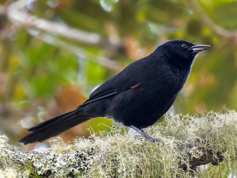 Mountain Grackle, Photos 3