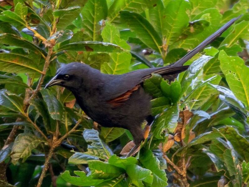 Mountain Grackle, Photos 4