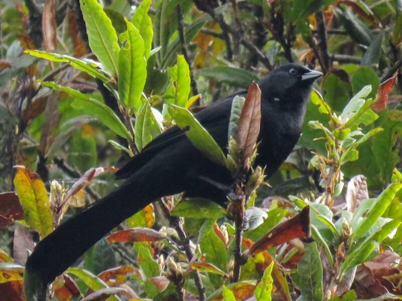 Mountain Grackle, Photos 2