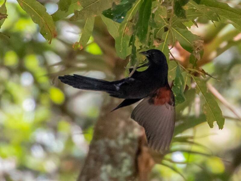 Mountain Grackle