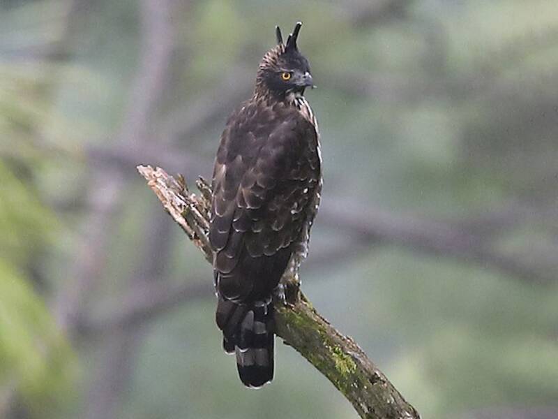 Águila azor montañesa, Fotos 4