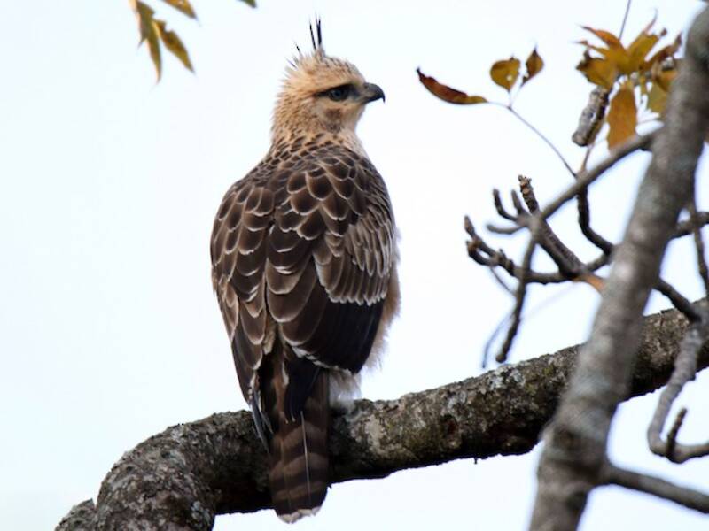 Águila azor montañesa, Fotos 3