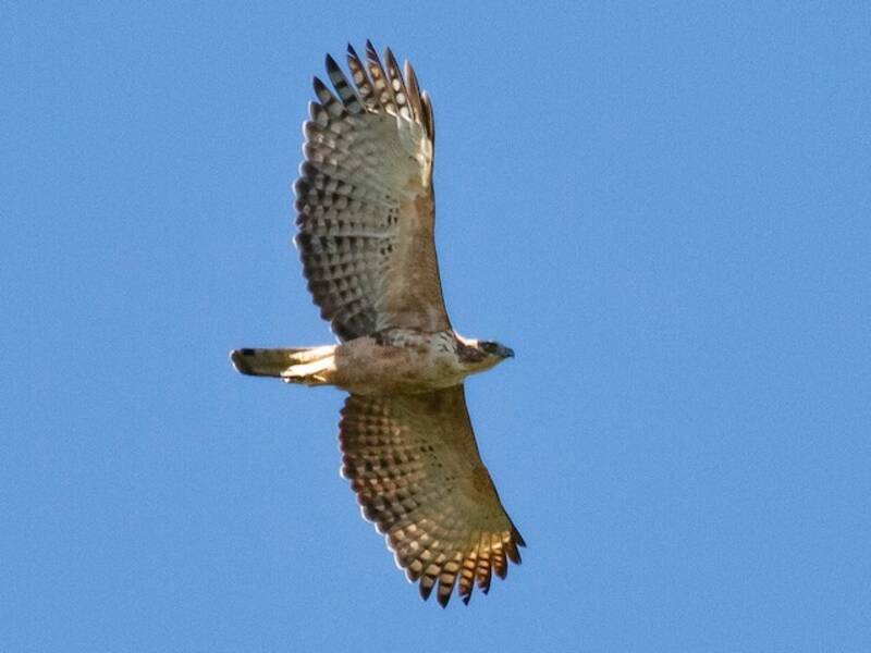 Águila azor montañesa, Fotos 2
