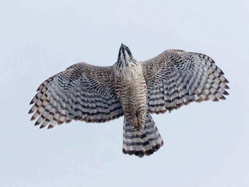 Águila azor montañesa
