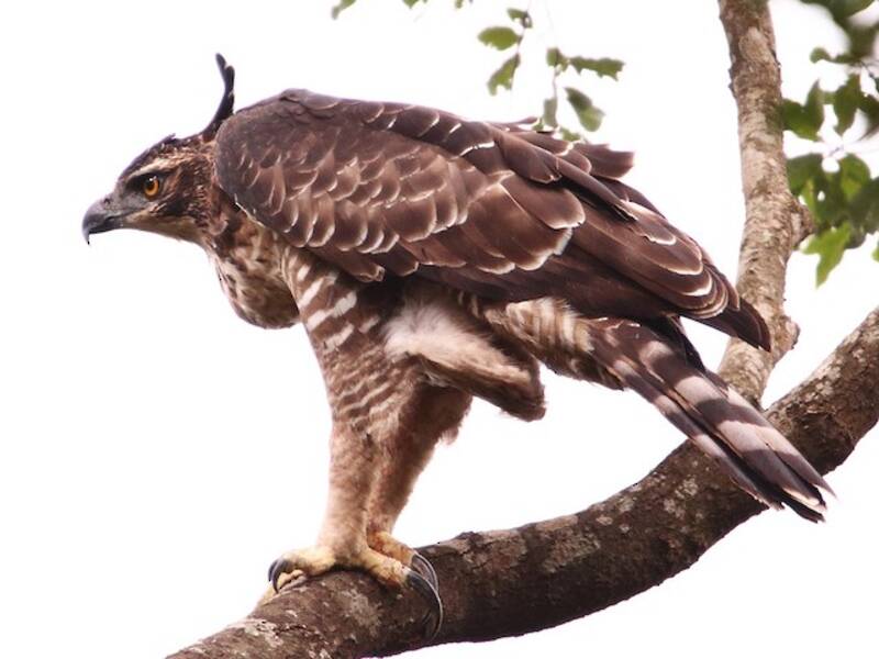 Legge-Adler, Fotos 3