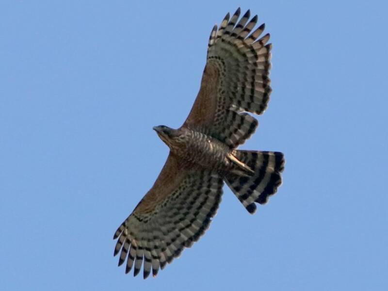 Legge-Adler