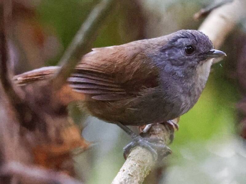 Illadopsis montano, Foto 4
