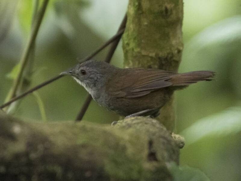 Illadopsis montano, Foto 3