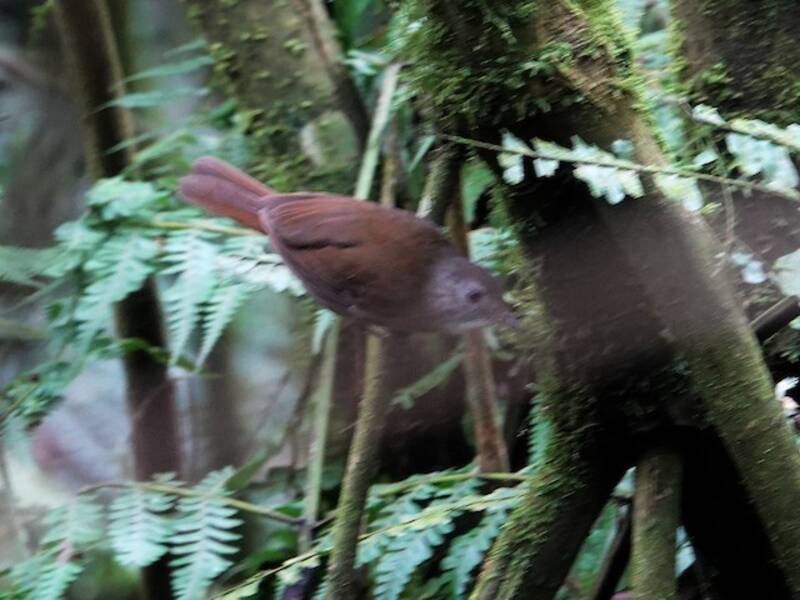 Illadopsis montano, Foto 2