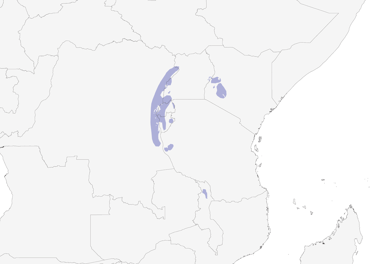 Illadopsis montano, Distribuzione 1
