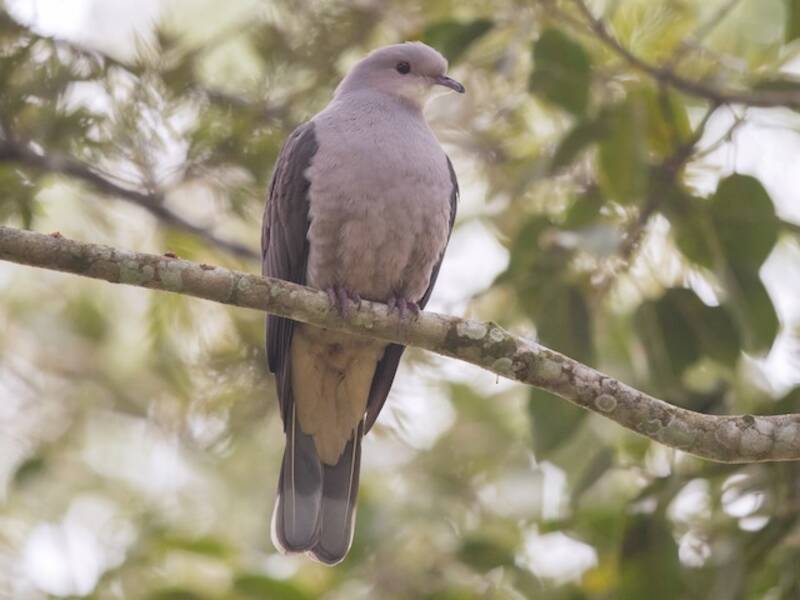 Malabar Imperial-Pigeon, 照片 3