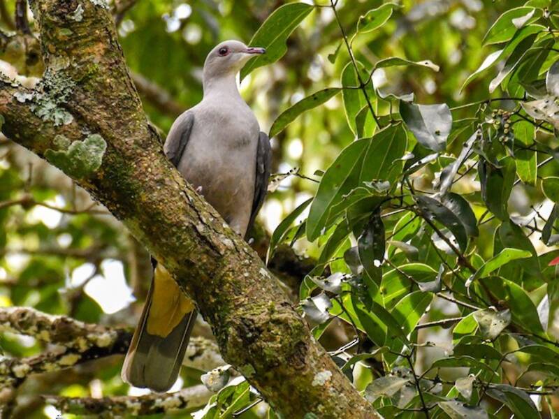 Malabar Imperial-Pigeon, 照片 2
