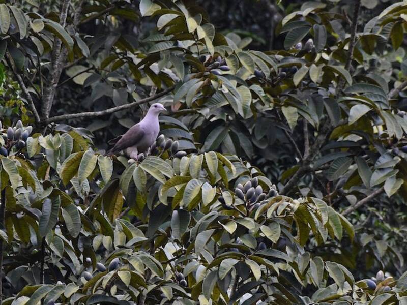 Malabar Imperial-Pigeon, 照片 4