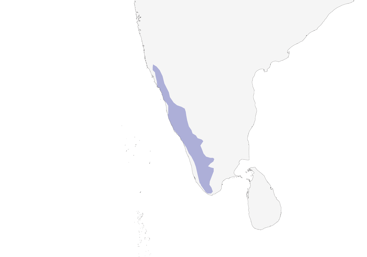 Malabar Imperial-Pigeon, 分布 1