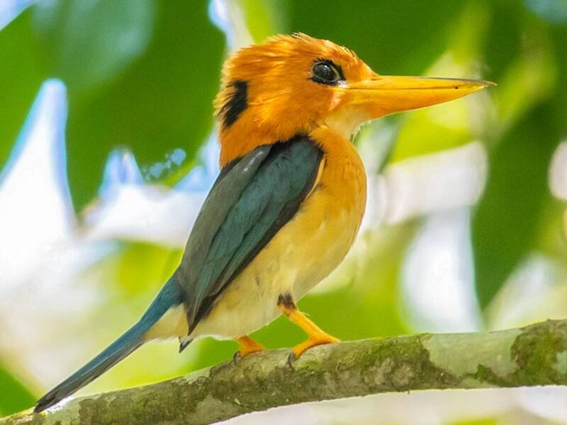 Mountain Kingfisher, Photos 4