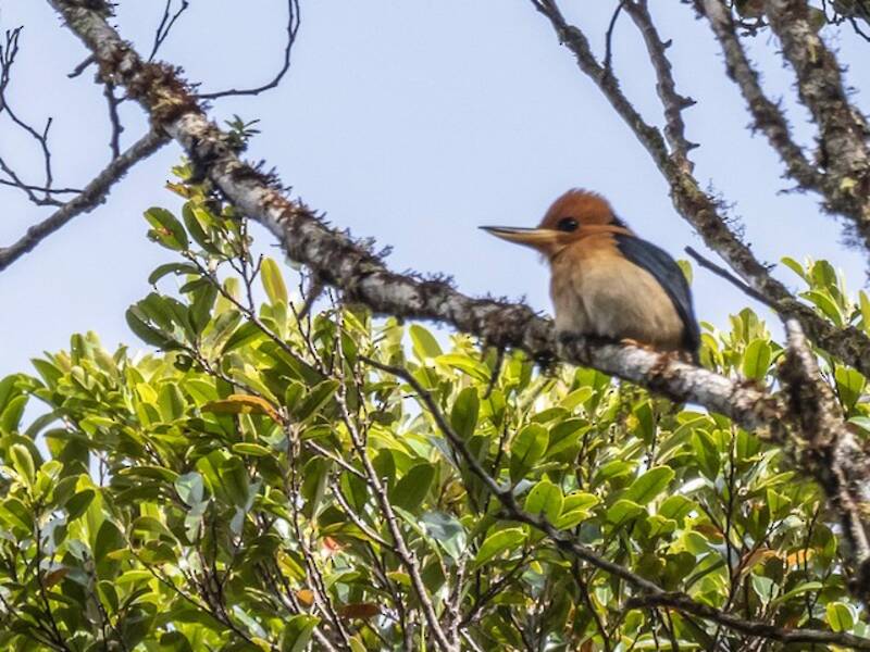 Mountain Kingfisher, Photos 2