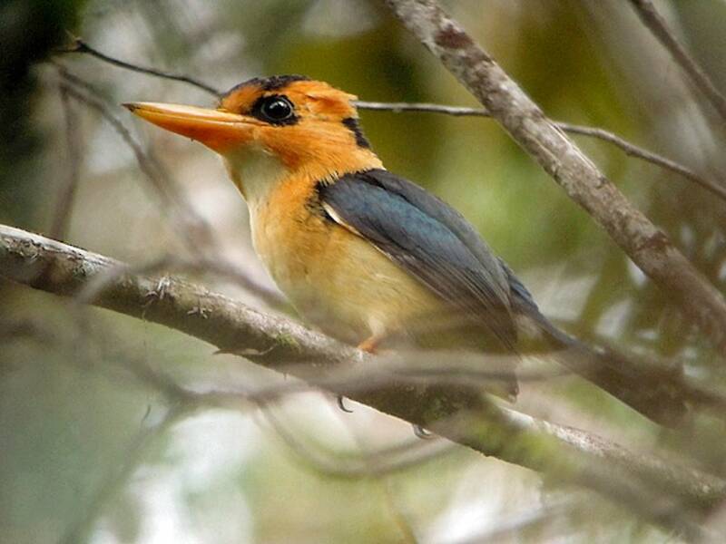 Mountain Kingfisher, Photos 3