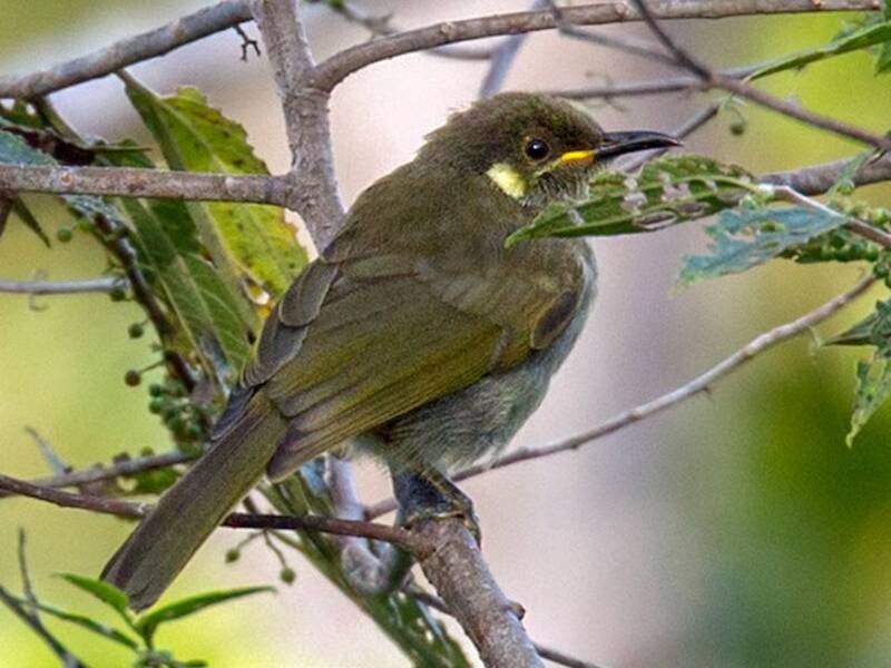Mountain Honeyeater