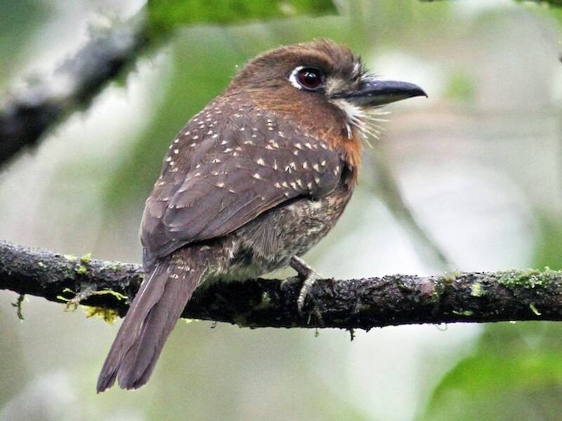Moustached Puffbird, Photos 3