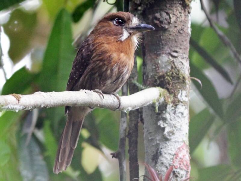 Moustached Puffbird, Photos 2