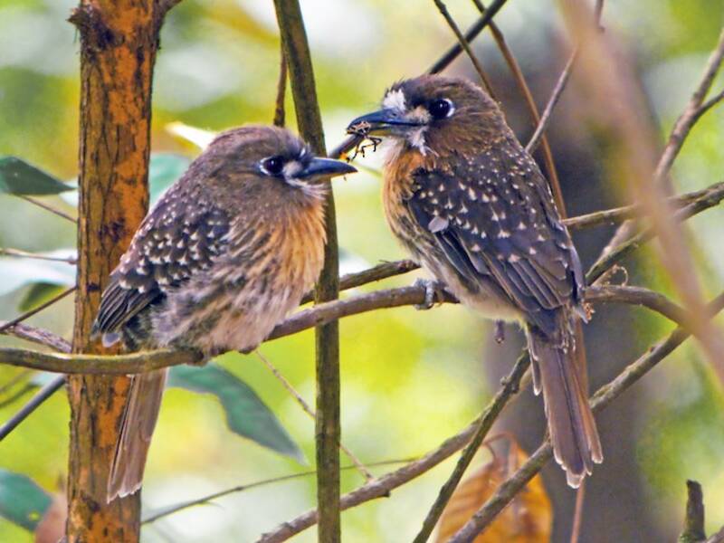 Moustached Puffbird, Photos 4