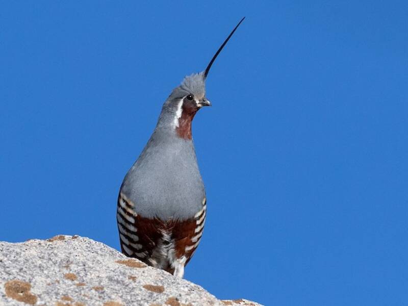 Mountain Quail, 照片 3