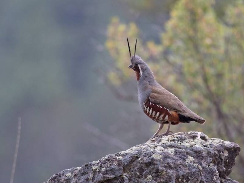 Mountain Quail, 照片 2