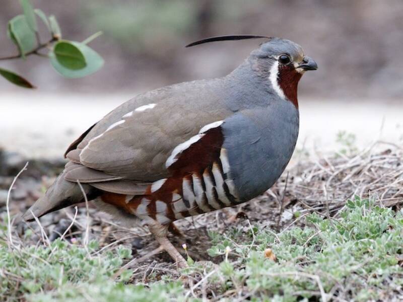 Mountain Quail, 照片 4