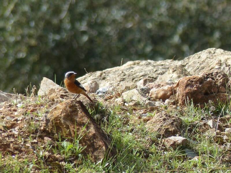 Moussier's Redstart