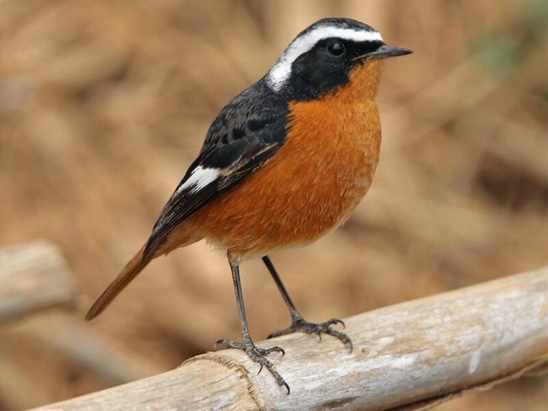 Moussier's Redstart, Photos 3