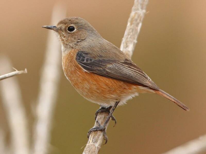 Moussier's Redstart, Photos 2
