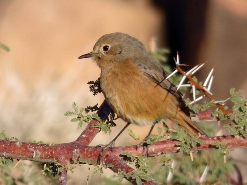 Moussier's Redstart, Photos 4