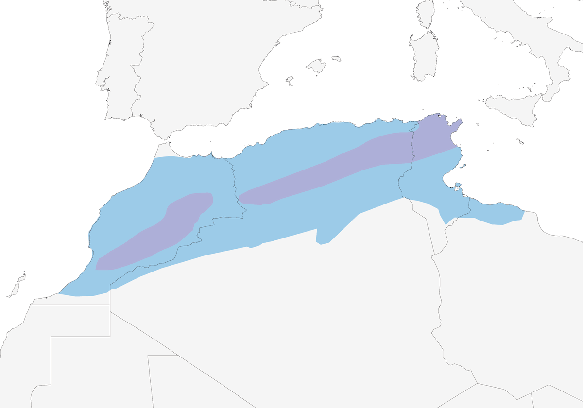Moussier's Redstart, Distribution 1