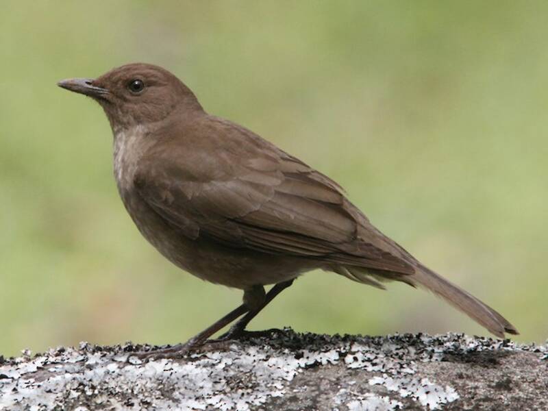 Mountain Thrush, Photos 2