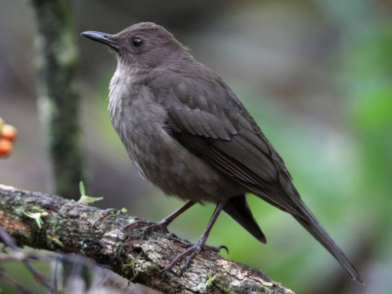 Mountain Thrush