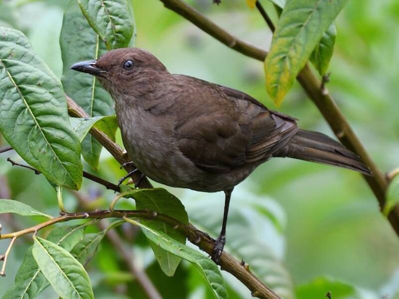 Mountain Thrush, Photos 3