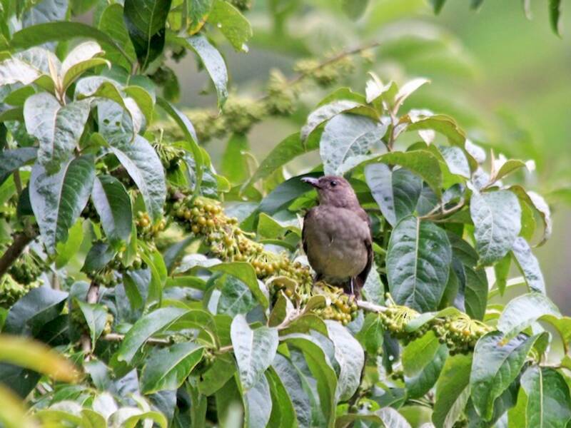 Mountain Thrush, Photos 4