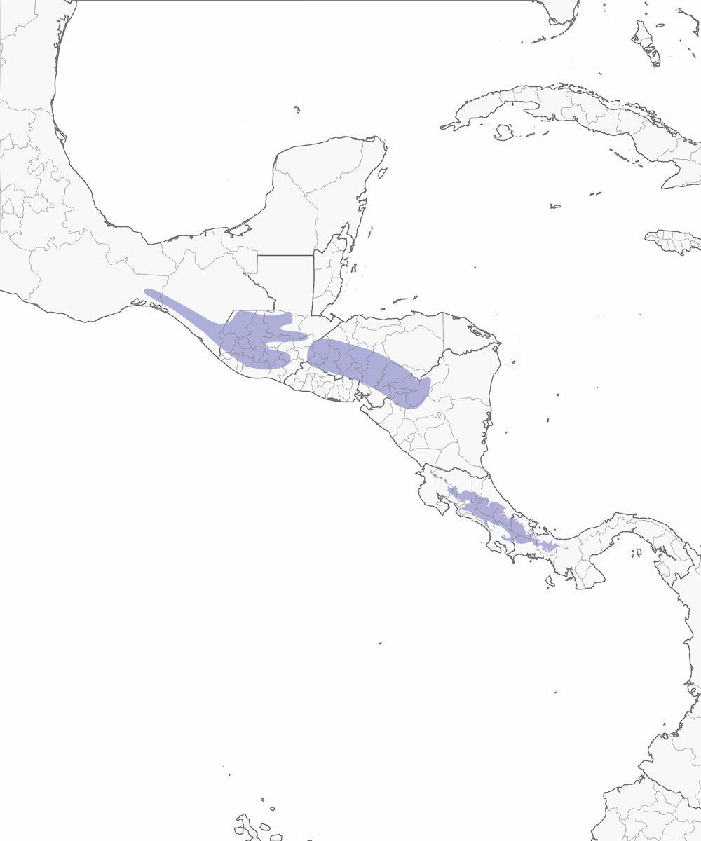 Mountain Thrush, Distribution 1
