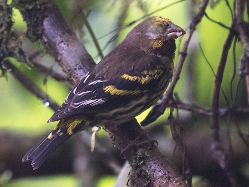 Serin montagnard, Photos 3